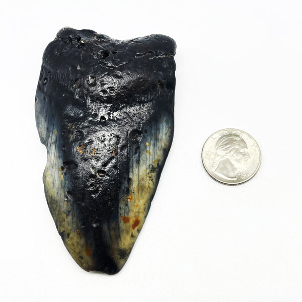 Megalodon Tooth #3