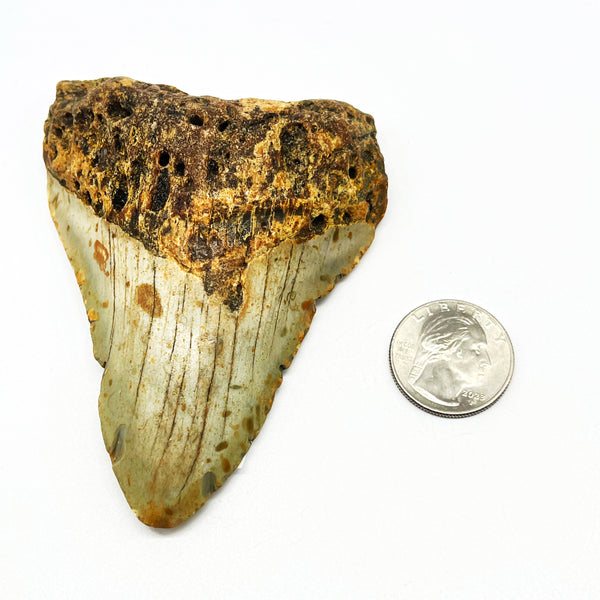 Megalodon Tooth #2