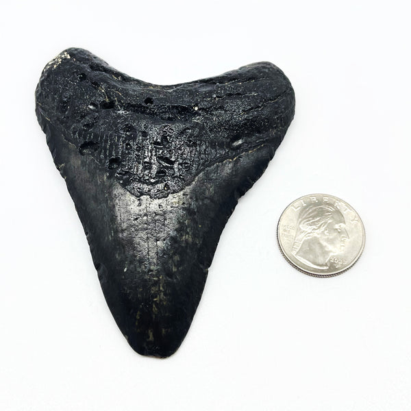 Megalodon Tooth #5